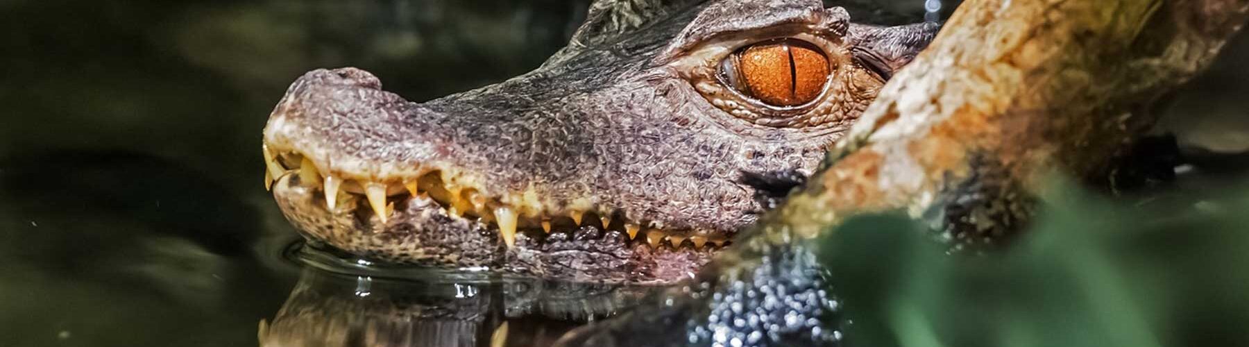 10 curiosidades sobre crocodilos