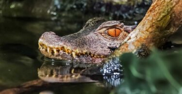 10 curiosidades sobre crocodilos