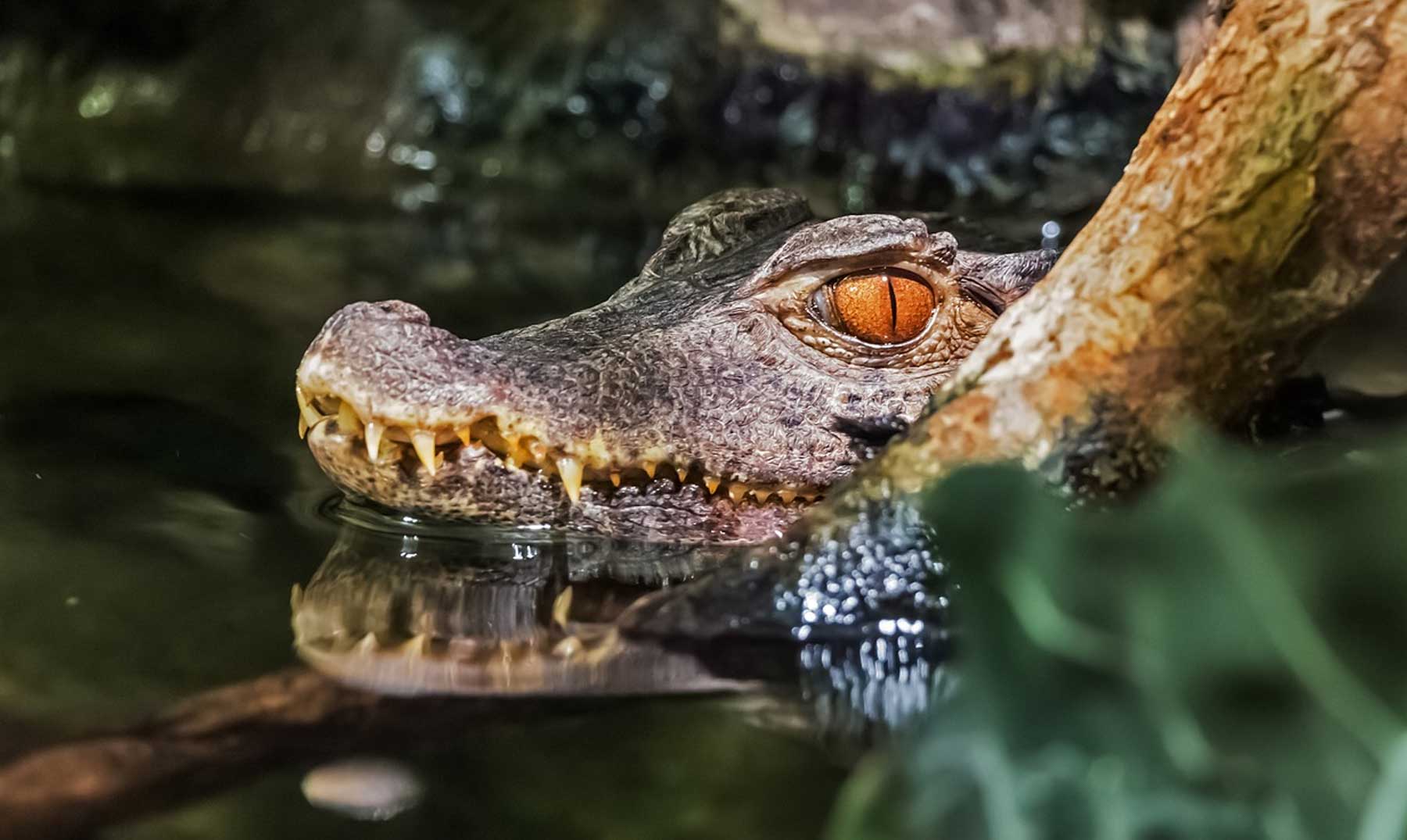 10 curiosidades sobre crocodilos