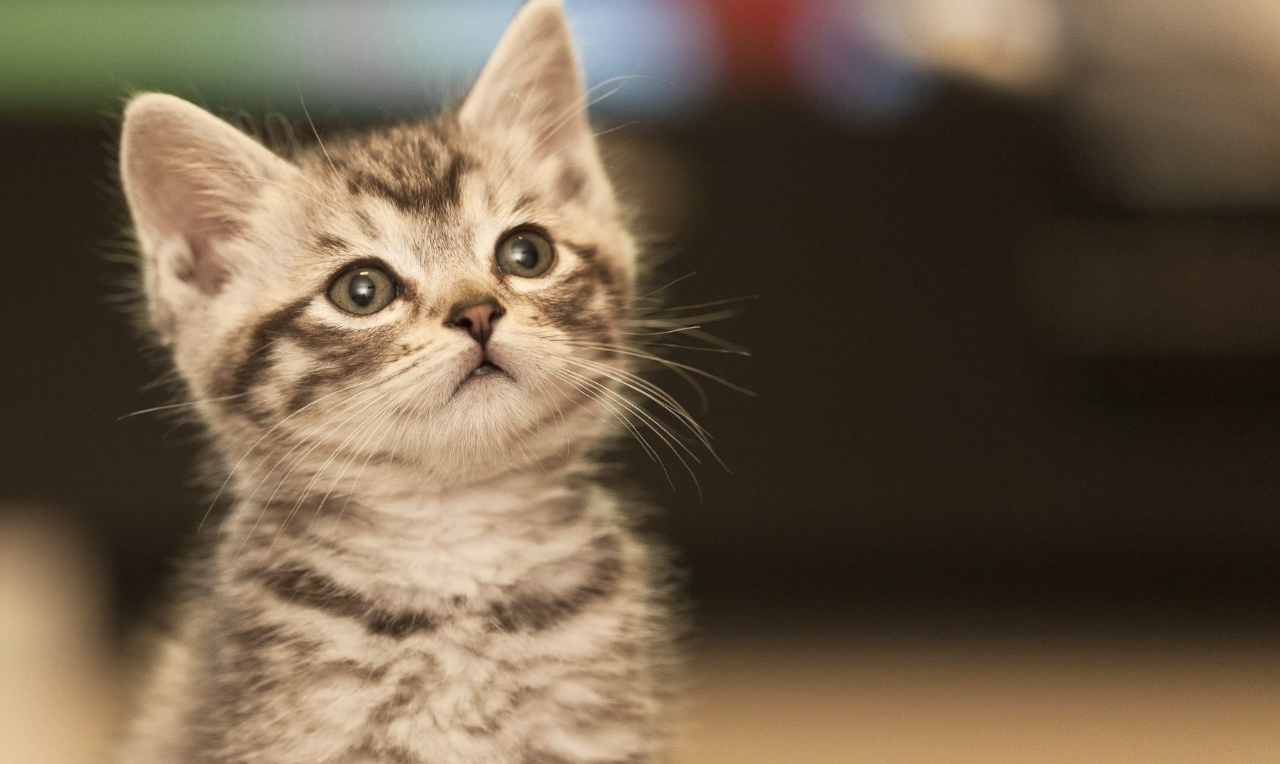 15 coisas para saber antes de adotar um gato