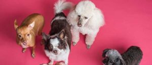 Cachorros inteligentes