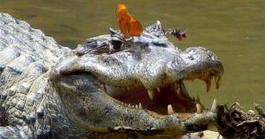 10 curiosidades sobre crocodilos