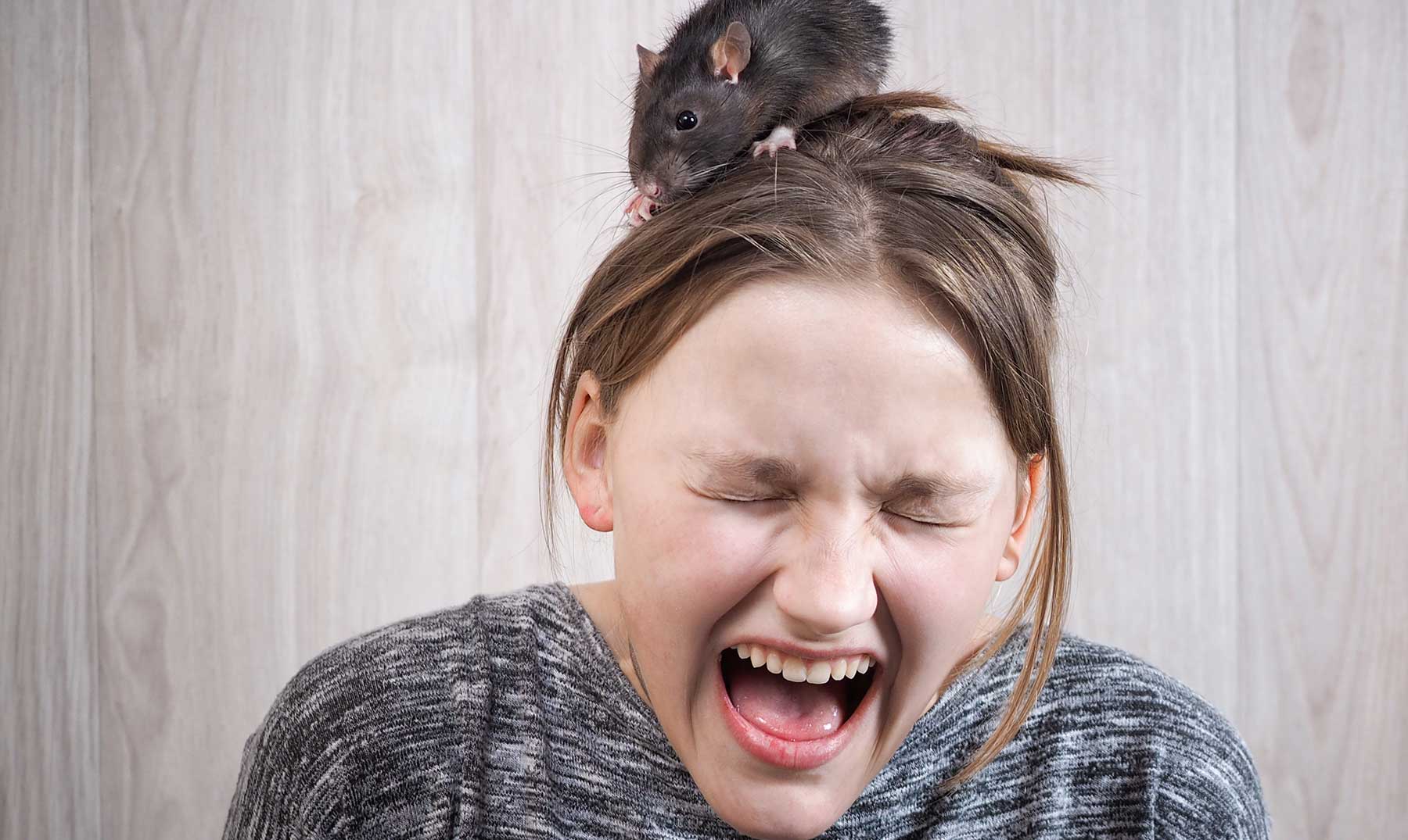 O que é Musofobia |  O medo irracional de camundongos e ratos