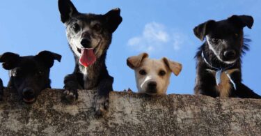 a inteligência dos cachorros