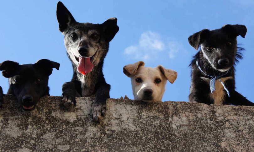 a inteligência dos cachorros