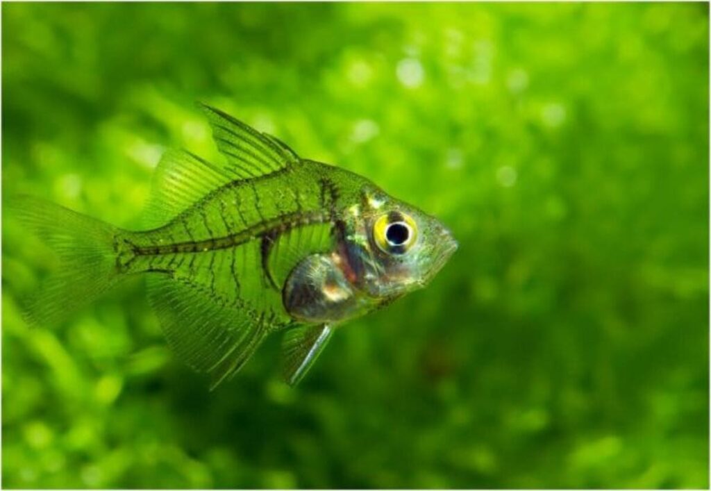 Existem peixes transparentes? 2 Existem peixes transparentes