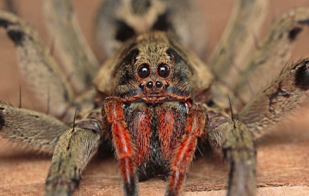 Aranha lobo | Nunca pise em uma aranha dessa 1 Aranha lobo