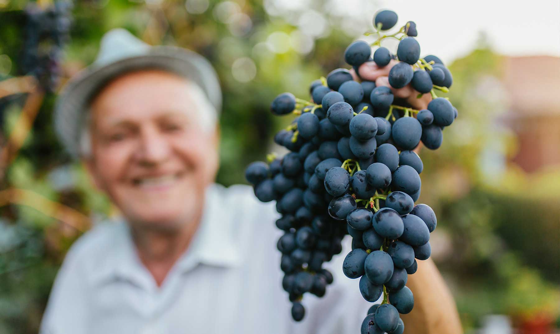 Benefícios de comer uvas |  O fruto saudável da vida