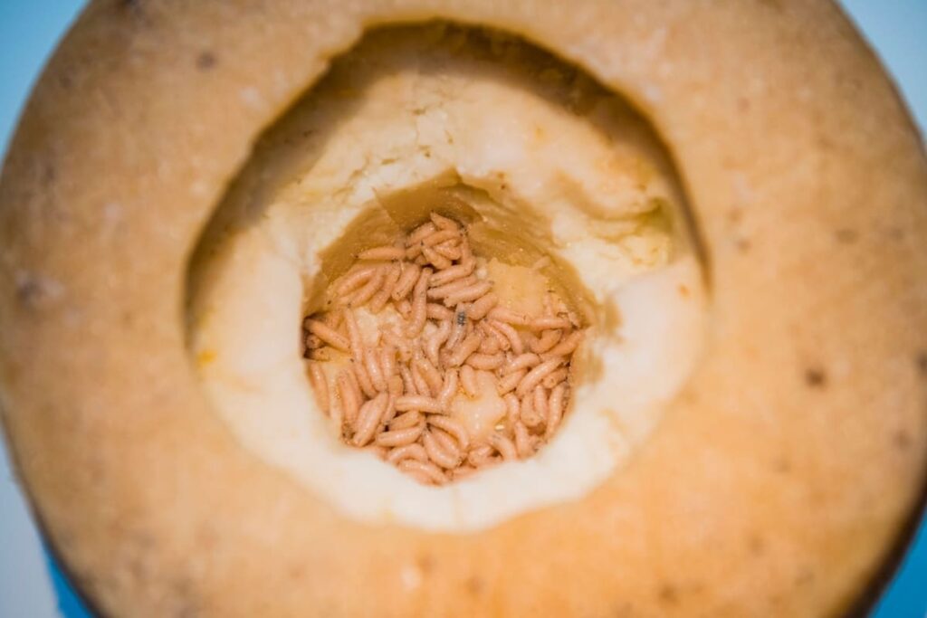 Piores alimentos | Os 10 Alimentos mais perigosos do mundo 6 Piores alimentos