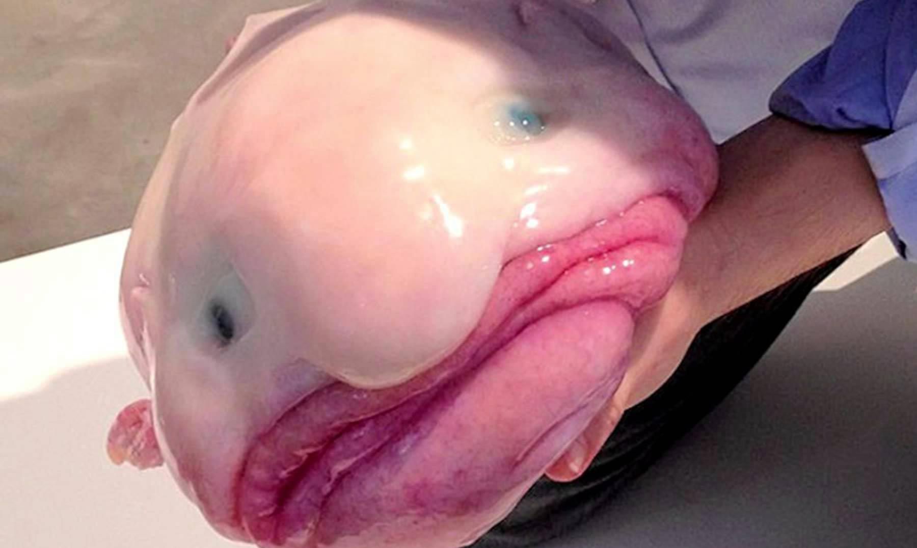 O animal mais feio do mundo