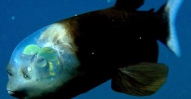 Existem peixes transparentes