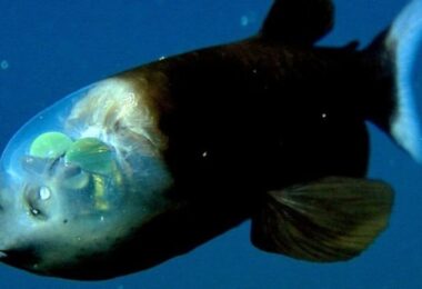 Existem peixes transparentes
