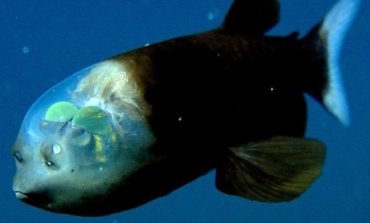 Existem peixes transparentes