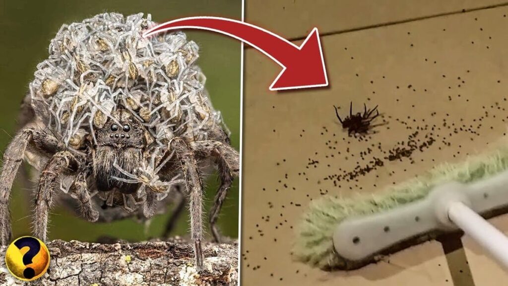 Aranha lobo | Nunca pise em uma aranha dessa 3 Aranha lobo