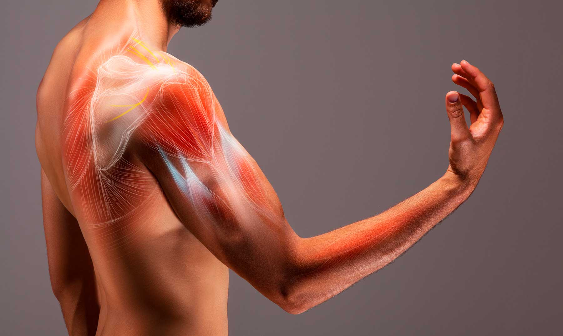 10 curiosidades sobre os músculos |  O sistema muscular exposto