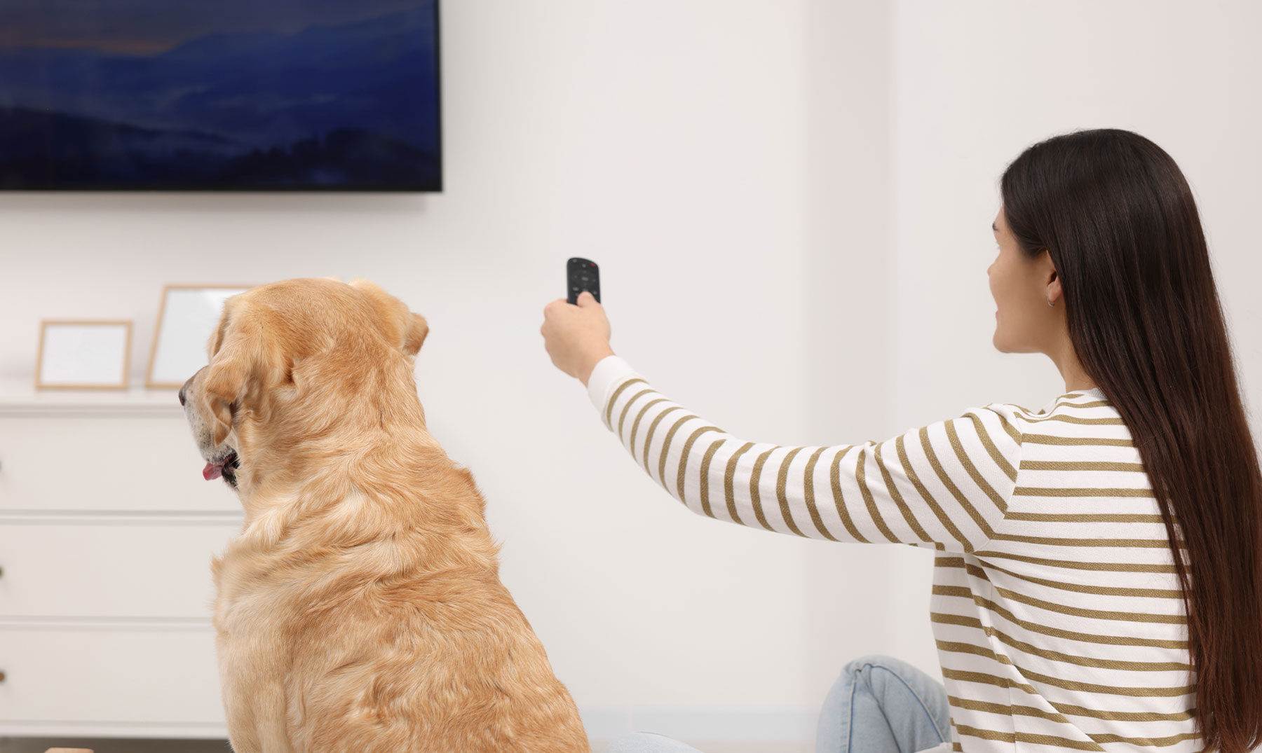 Como os cachorros assistem TV?  |  Eles realmente recebem alguma coisa?