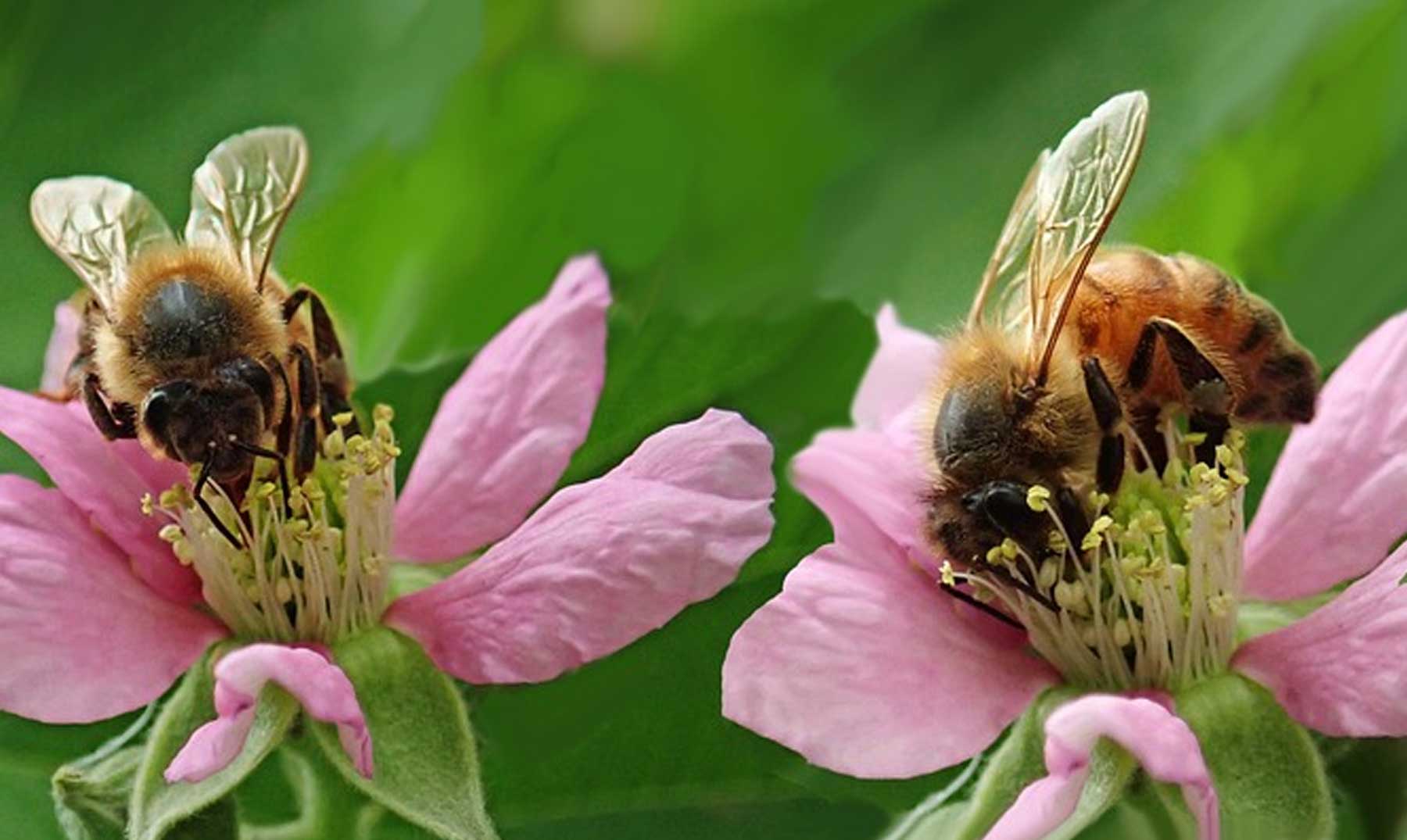 20 curiosidades sobre as abelhas |  Animais importantes para o planeta