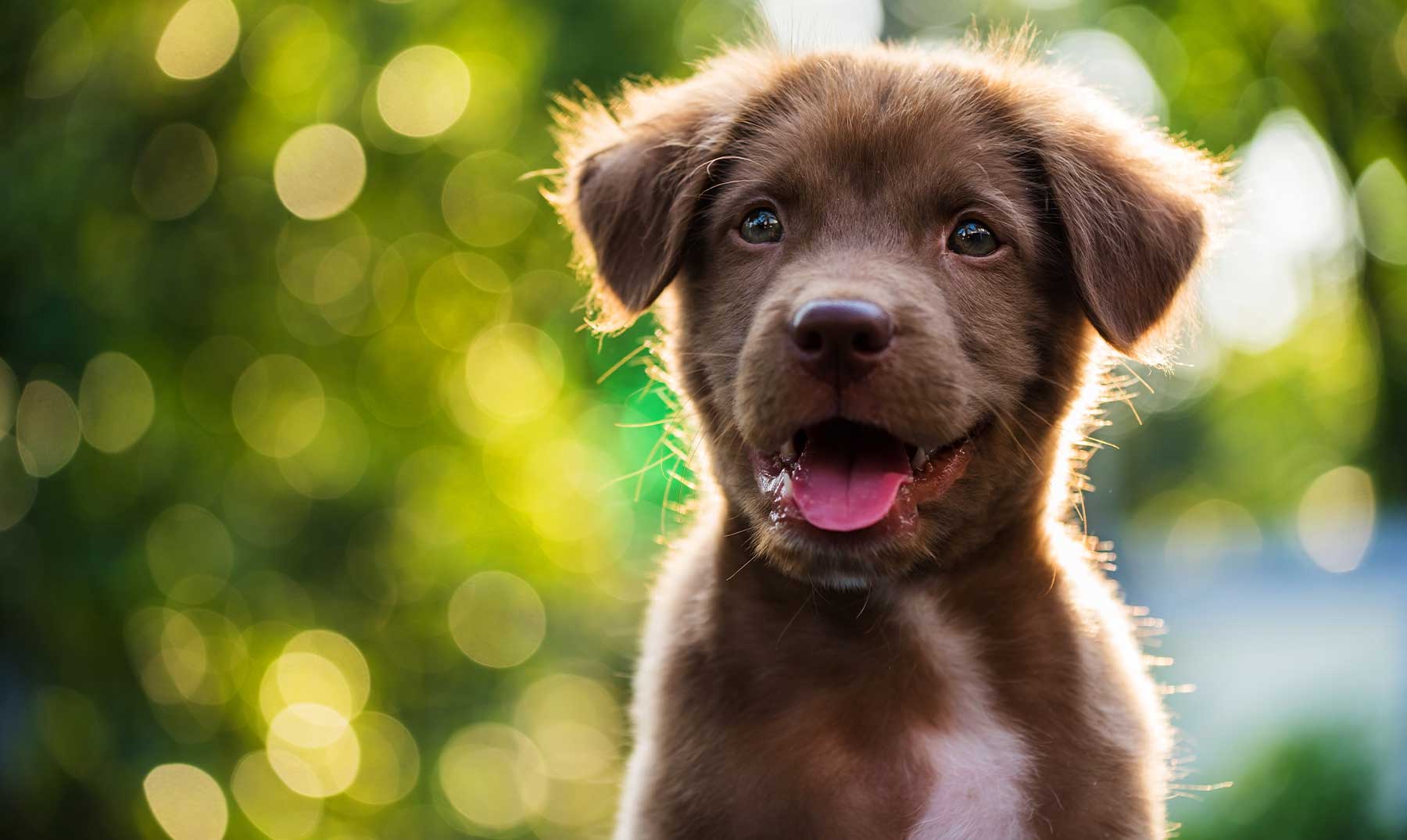 Como os cachorros enxergam?  |  Como eles percebem o mundo ao seu redor