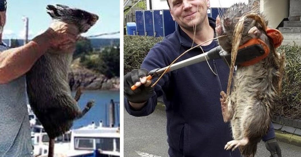 maiores ratos do mundo