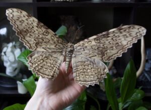 maior raça de borboleta do mundo