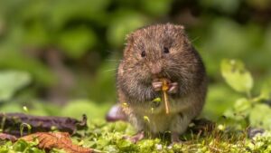 maiores ratos do mundo