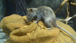 maiores ratos do mundo