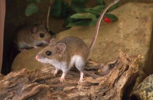 maiores ratos do mundo