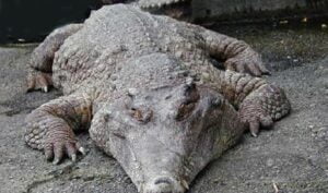 Crocodilo de focinho africano
