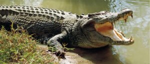 Crocodilo do pântano salgado