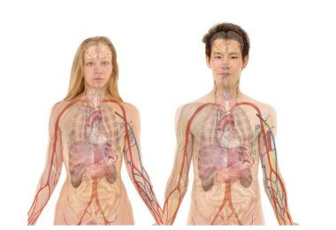 O que é situs inverso?  |  Quando os órgãos estão de cabeça para baixo