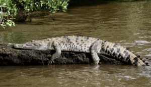 maiores crocodilos do mundo