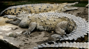 maiores crocodilos do mundo
