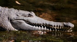 maiores crocodilos do mundo