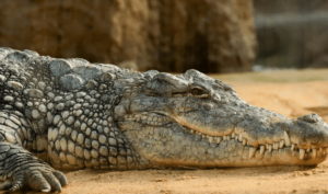 maiores crocodilos do mundo