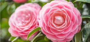 As flores mais raras do mundo