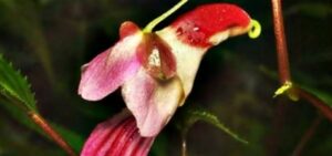 As flores mais raras do mundo 7