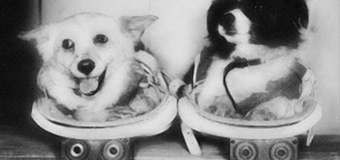 Animais enviados ao espaço | O astronautas mais lindos e curiosos 3 Animais enviados ao espaço