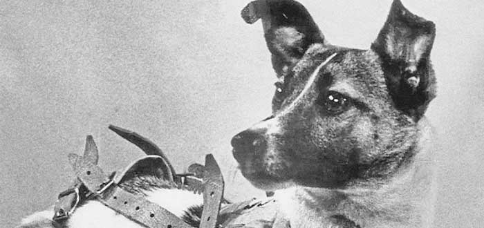 Animais enviados ao espaço | O astronautas mais lindos e curiosos 5 Animais enviados ao espaço