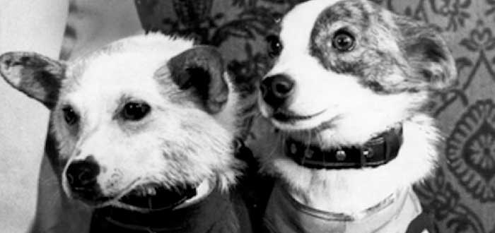 Animais enviados ao espaço | O astronautas mais lindos e curiosos 6 Animais enviados ao espaco 4