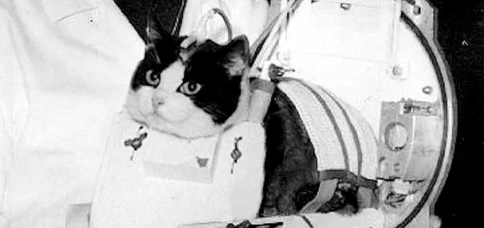 Animais enviados ao espaço | O astronautas mais lindos e curiosos 8 Animais enviados ao espaço