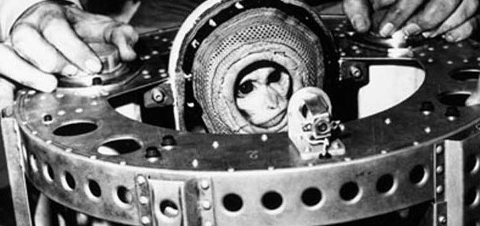 Animais enviados ao espaço | O astronautas mais lindos e curiosos 2 Animais enviados ao espaço