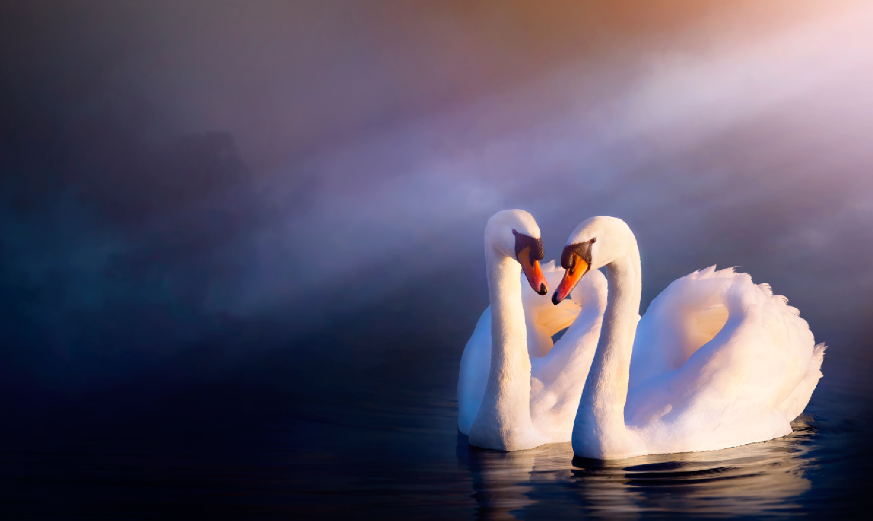 10 curiosidades sobre cisnes