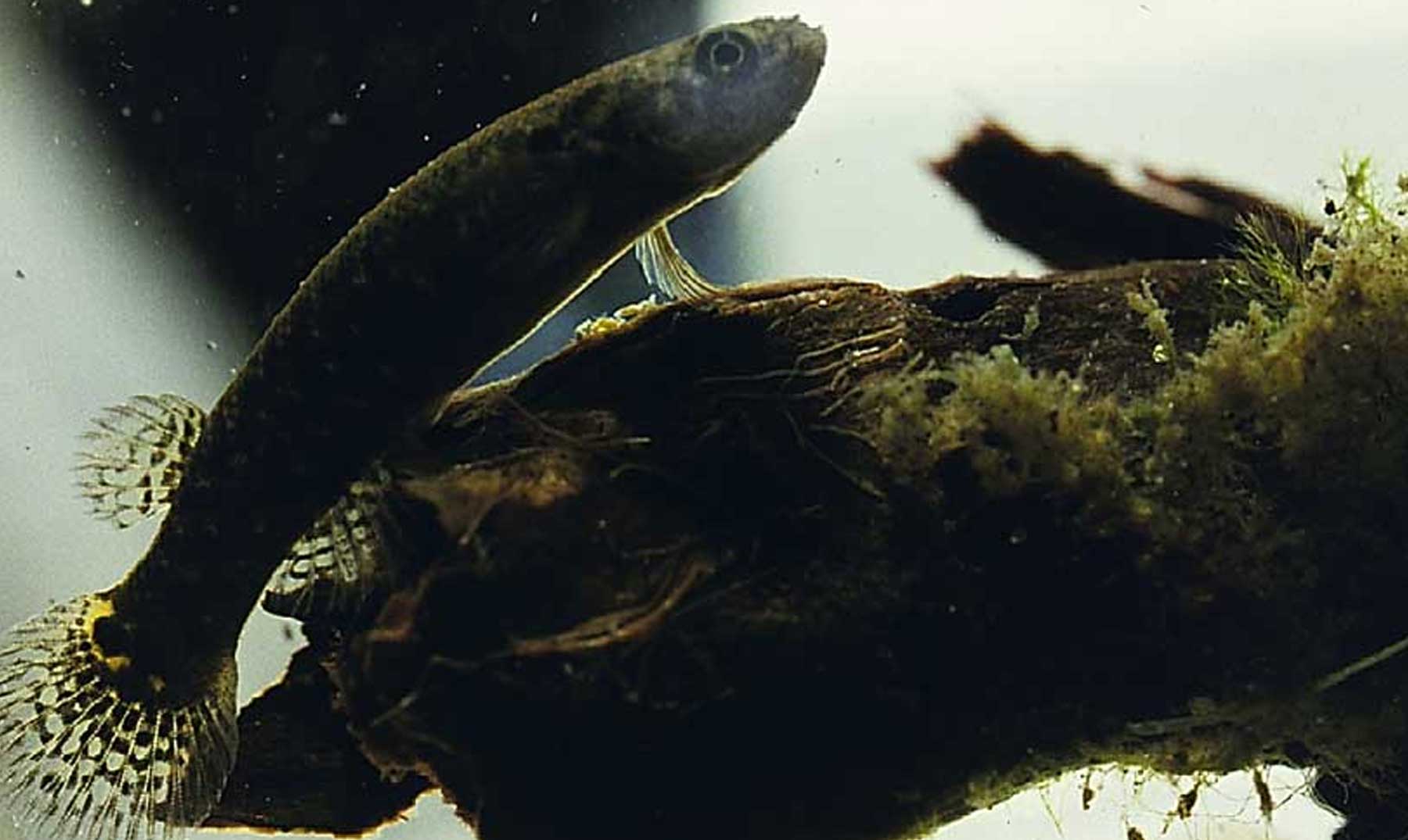 Conheça os peixes que conseguem viver fora d’água