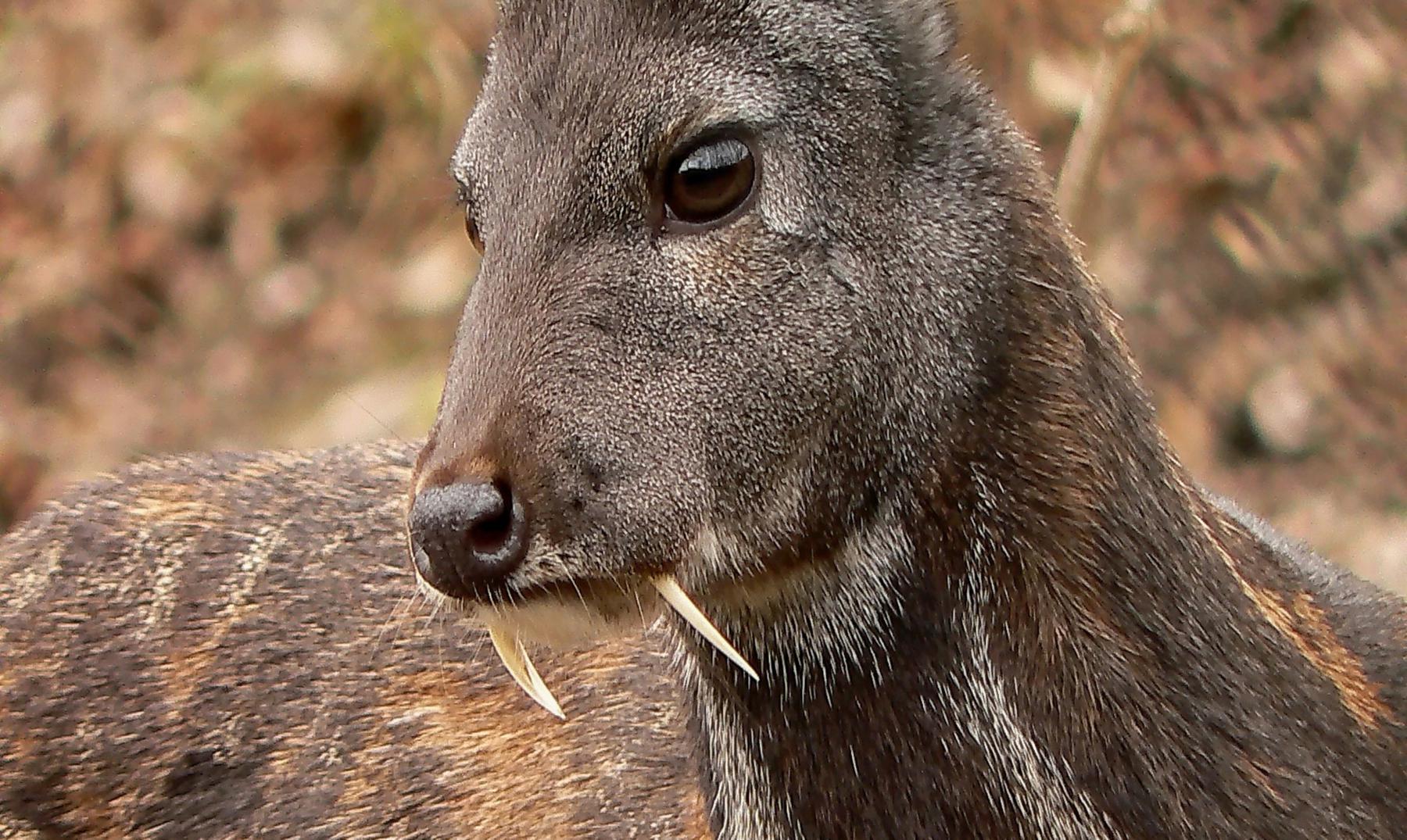 O cervo vampiro |  Uma curiosa espécie afegã em perigo
