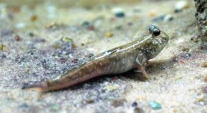Peixes que conseguem viver fora da água