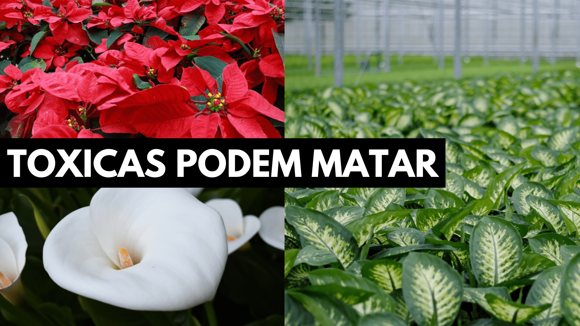Plantas tóxicas