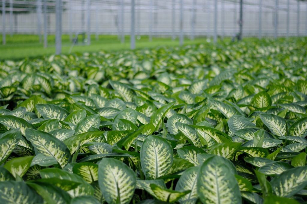 Plantas tóxicas | As 10 espécies mais belas e perigosas! 1 plantas toxicas