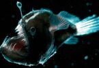 8 criaturas abissais |  Animais que vivem na parte mais profunda do mar