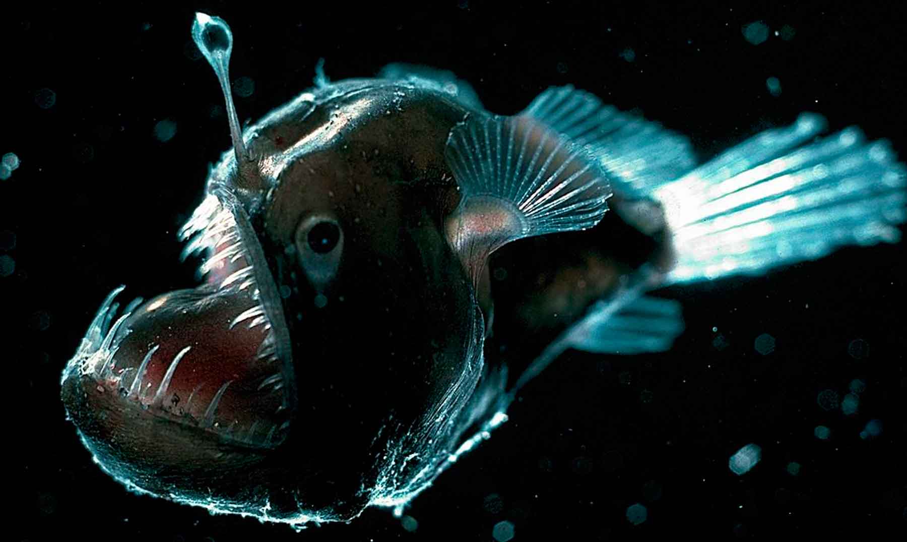 8 criaturas abissais |  Animais que vivem na parte mais profunda do mar