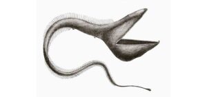Criaturas abissais